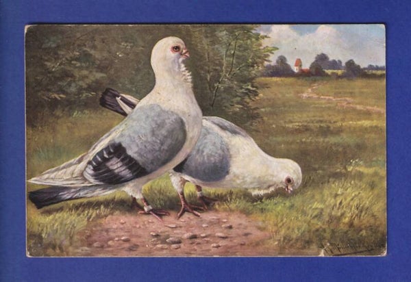 OISEAU - Pigeons // pli d'angle //