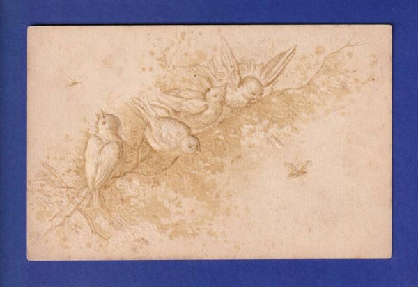 OISEAU - Oiseaux et insectes