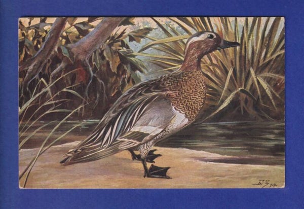 OISEAU - Canard