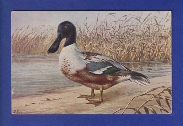 OISEAU - Canard
