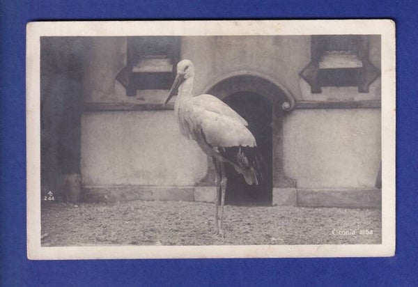 OISEAU - Cigogne