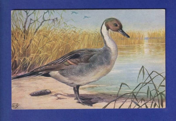 OISEAU - Canard