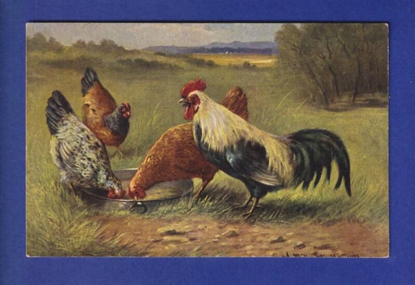 OISEAU - Coq et poules