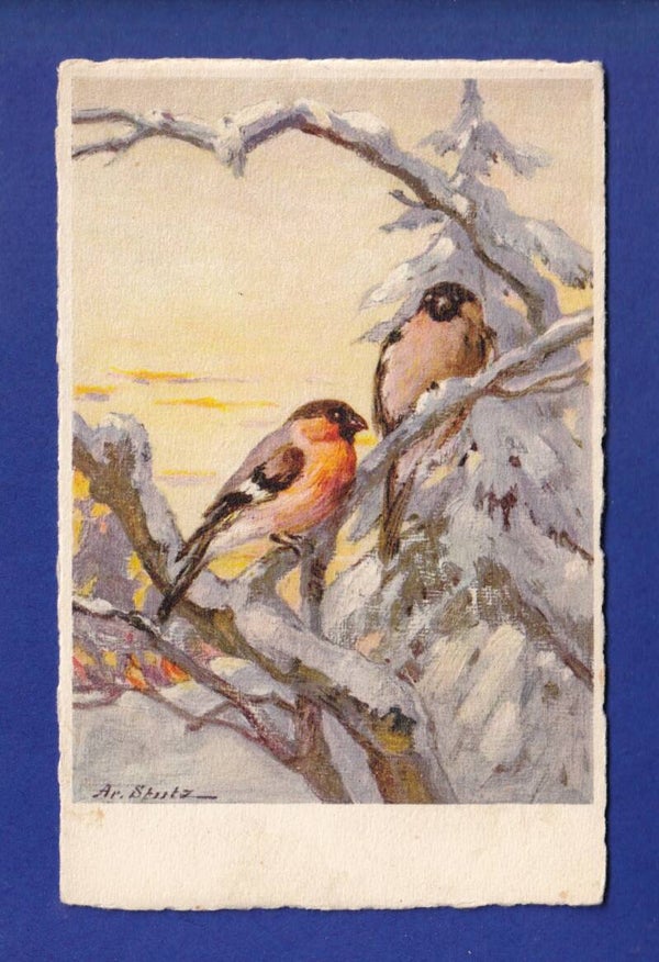 OISEAU - Rouges-Gorges