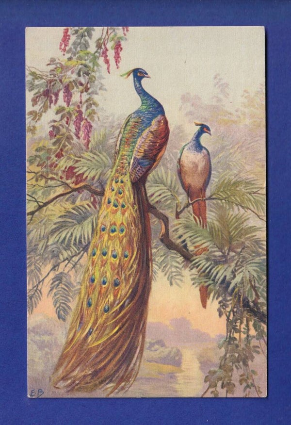 OISEAU - Paon