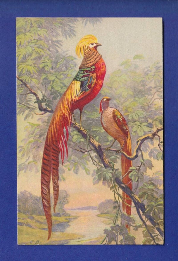 OISEAU - Faisan