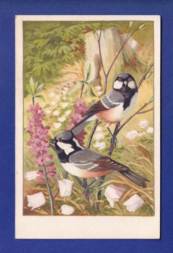 OISEAU - Mésanges