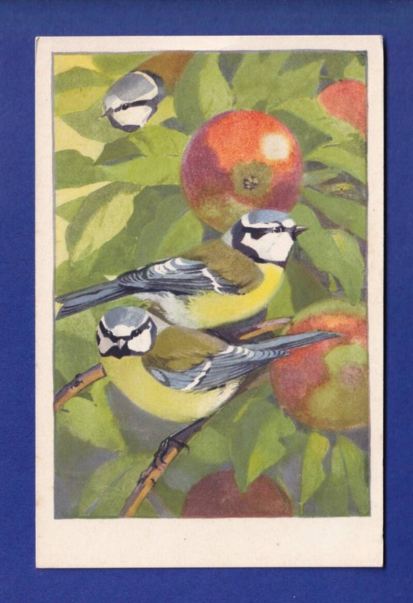 OISEAU - Mésanges