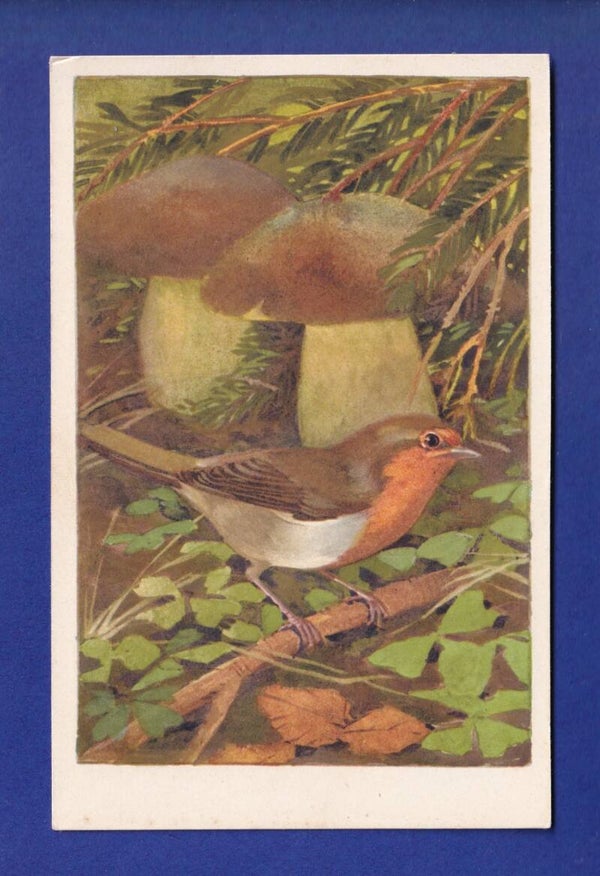 OISEAU - Rouge-Gorge