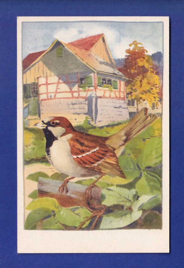 OISEAU - Moineau