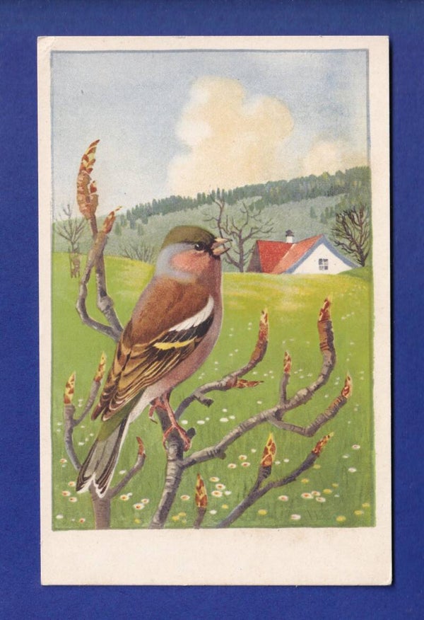 OISEAU - Pinson