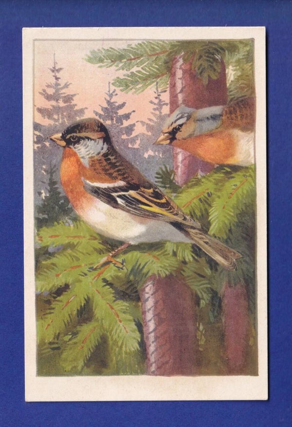 OISEAU - Pinson montain