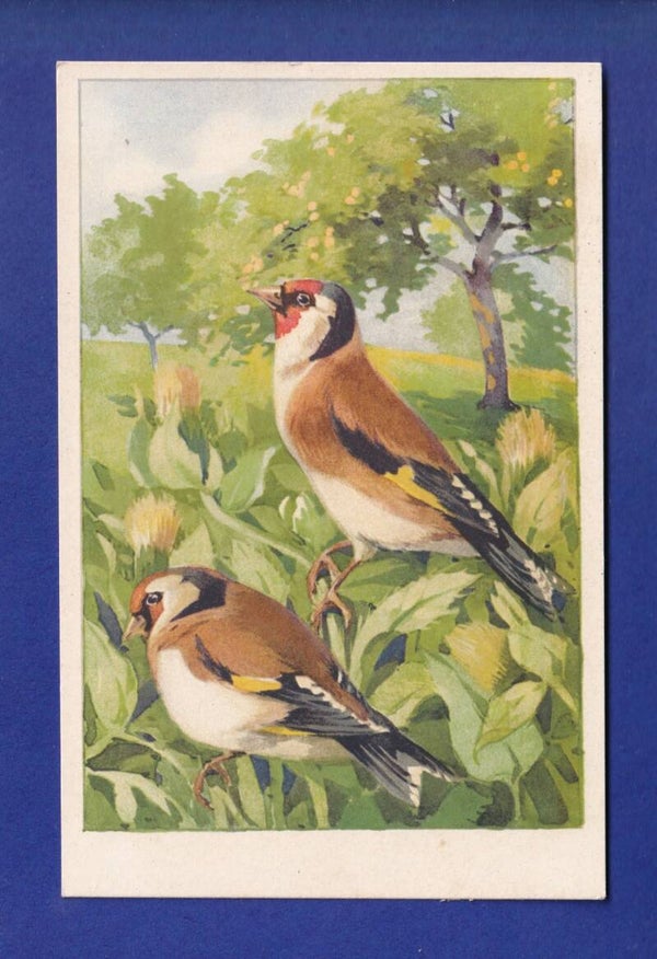 OISEAU - Chardonneret