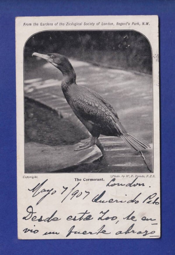 OISEAU - Cormoran