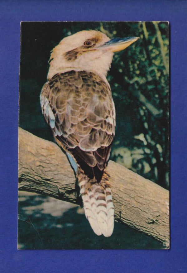 OISEAU - Martin-Pêcheur / Kookaburra