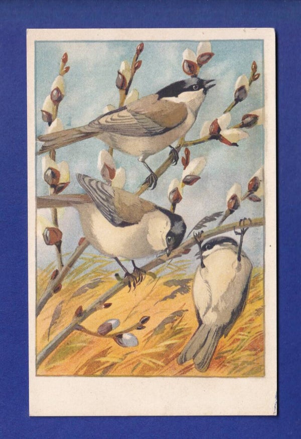 OISEAU - Nonnette