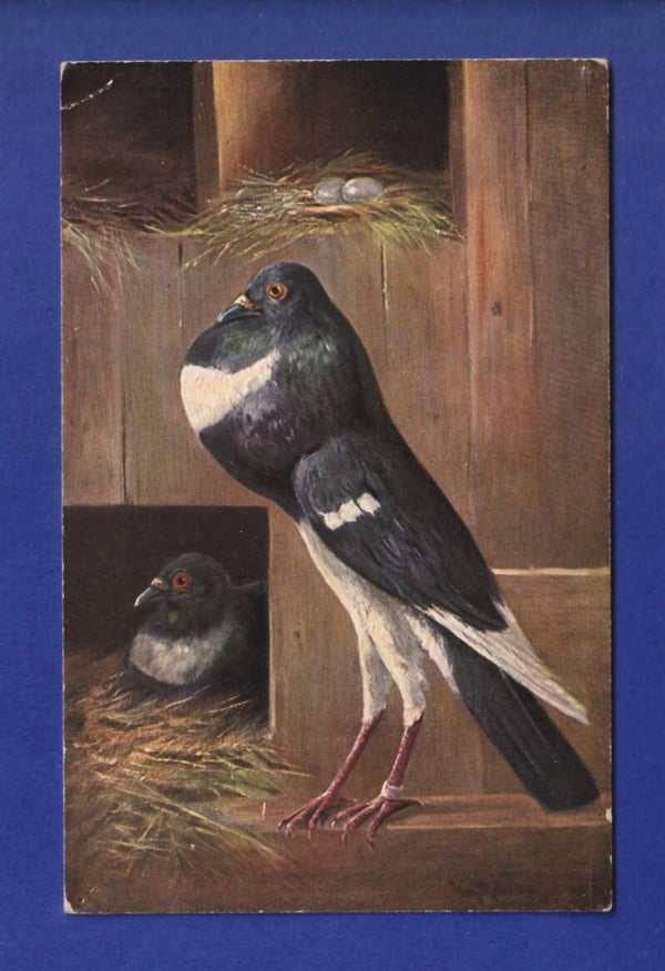 OISEAU - Pigeon // pli d'angle //