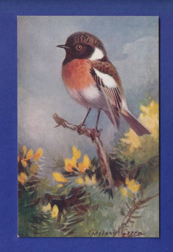 OISEAU - Traquet
