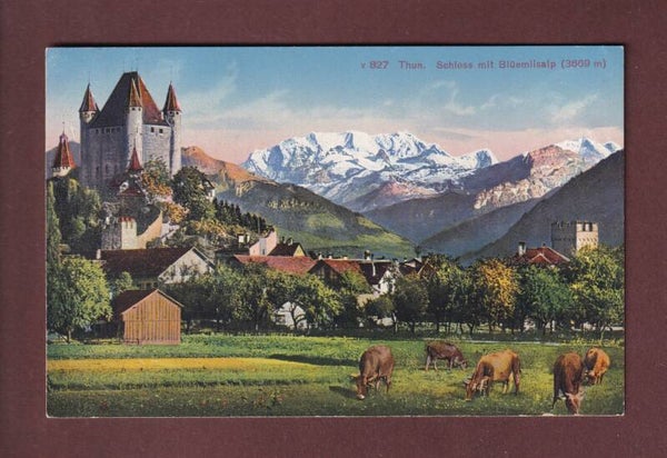 THUN - Schloss und Blümlisalp - Kühe - 1922