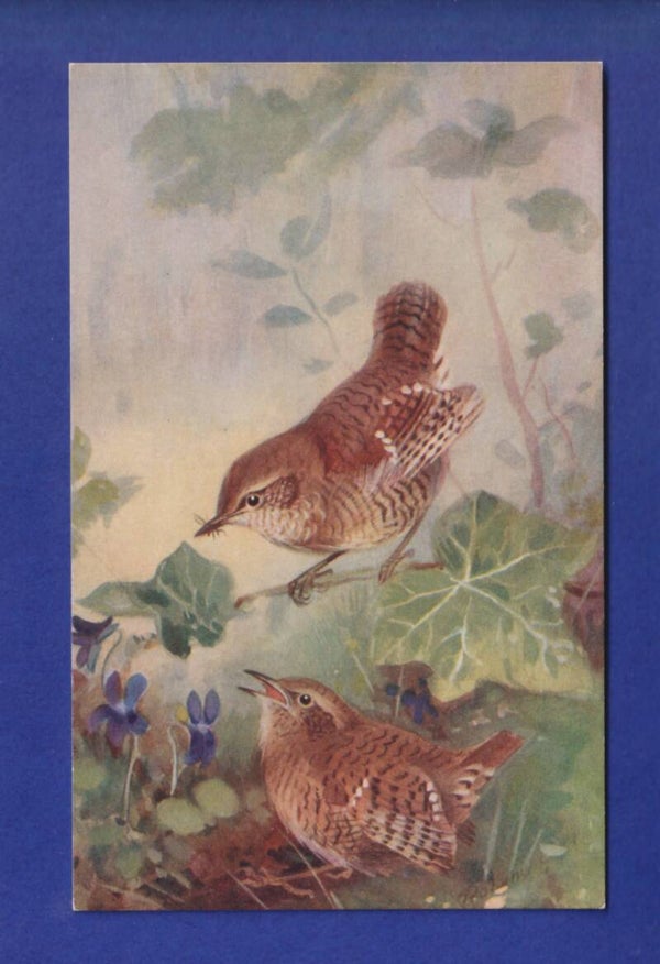 OISEAU - Roitelet