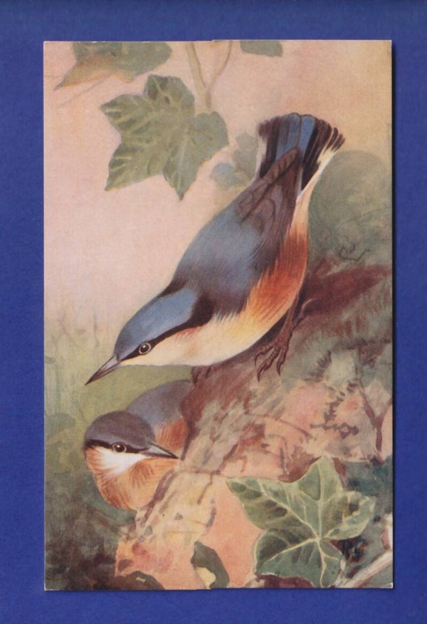 OISEAU - Sittelle