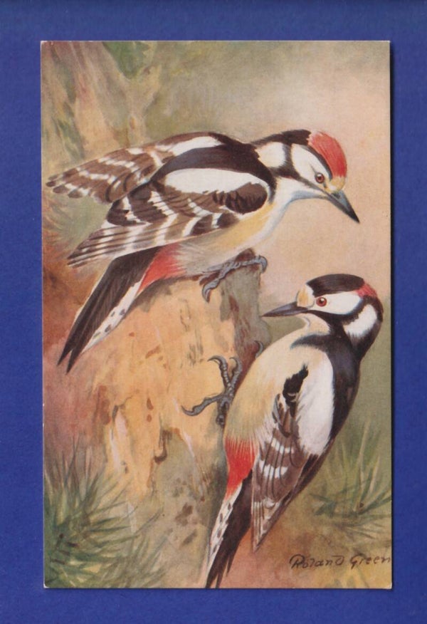 OISEAU - Pic Epeiche