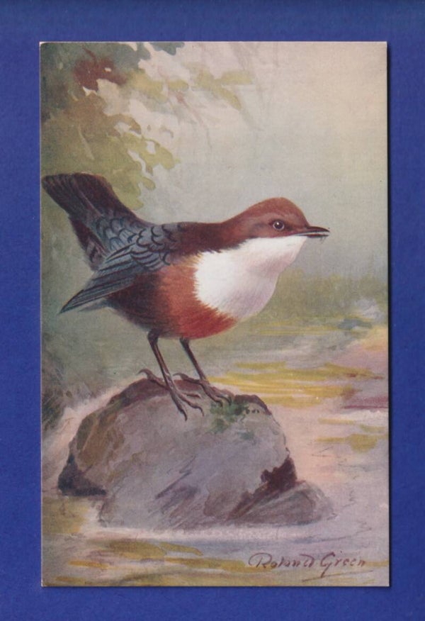 OISEAU - Cingle plongeur