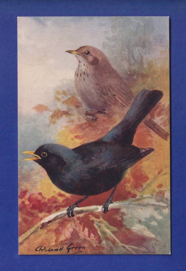 OISEAU - Merle