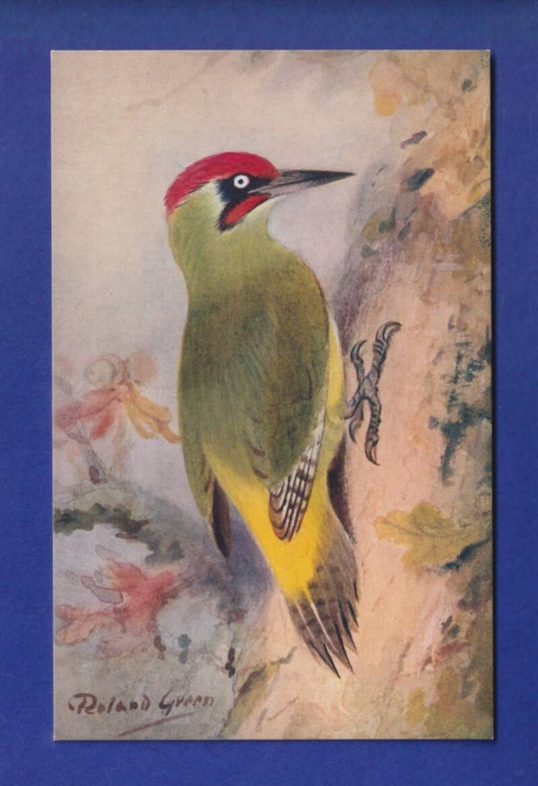 OISEAU - Pic-Vert