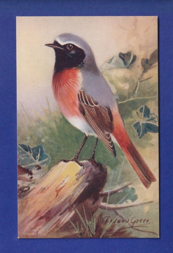 OISEAU - Hochequeue