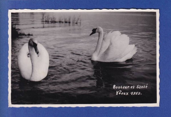 NOUVEL AN - Cygnes - 1953