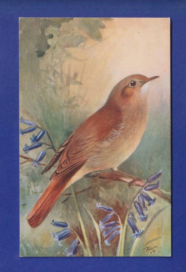 OISEAU - Rossignol