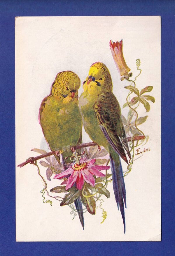 OISEAU - Perruches