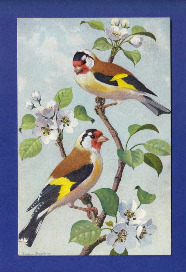 OISEAU - Chardonneret