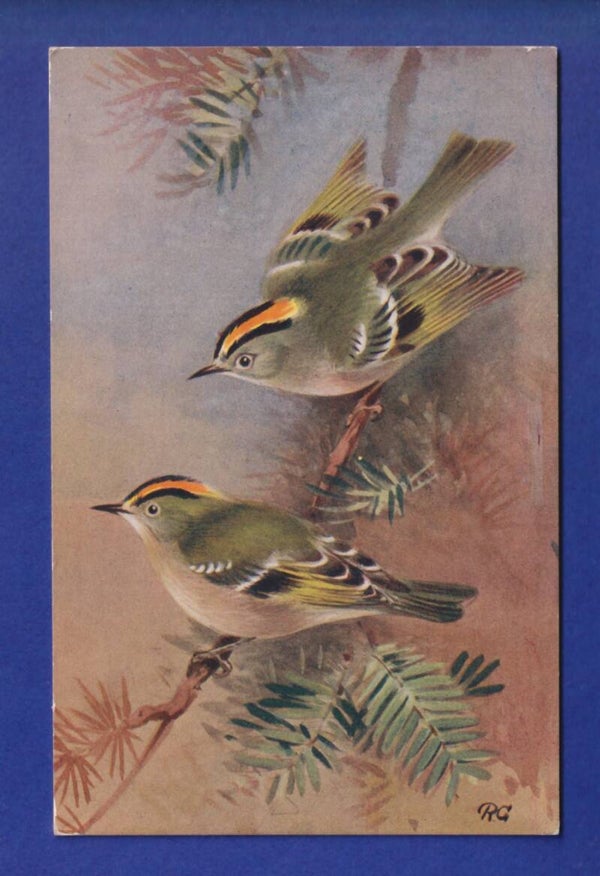 OISEAU - Roitelet huppé