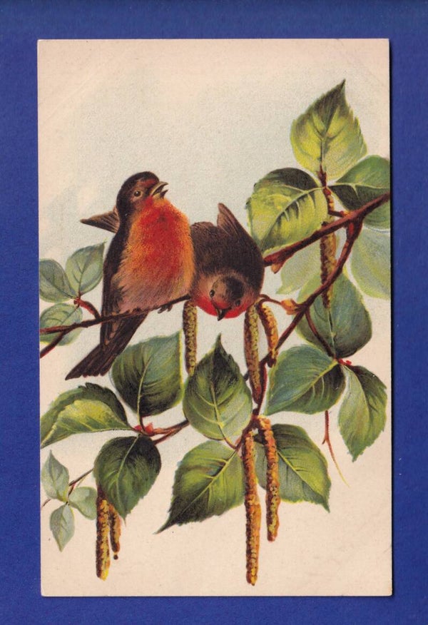 OISEAU - Rouges-Gorges