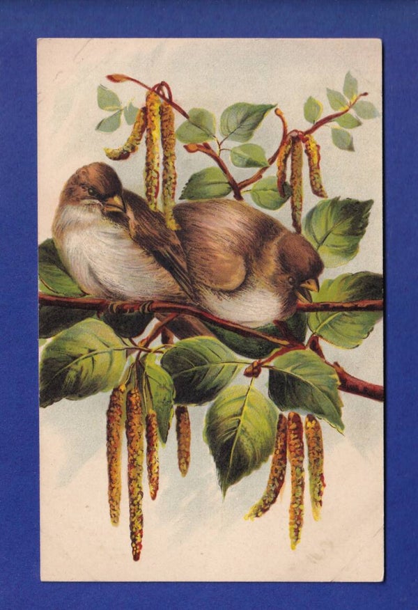 OISEAU - Moineaux