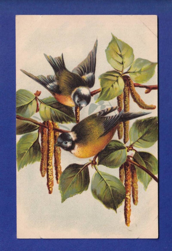 OISEAU - Mésanges