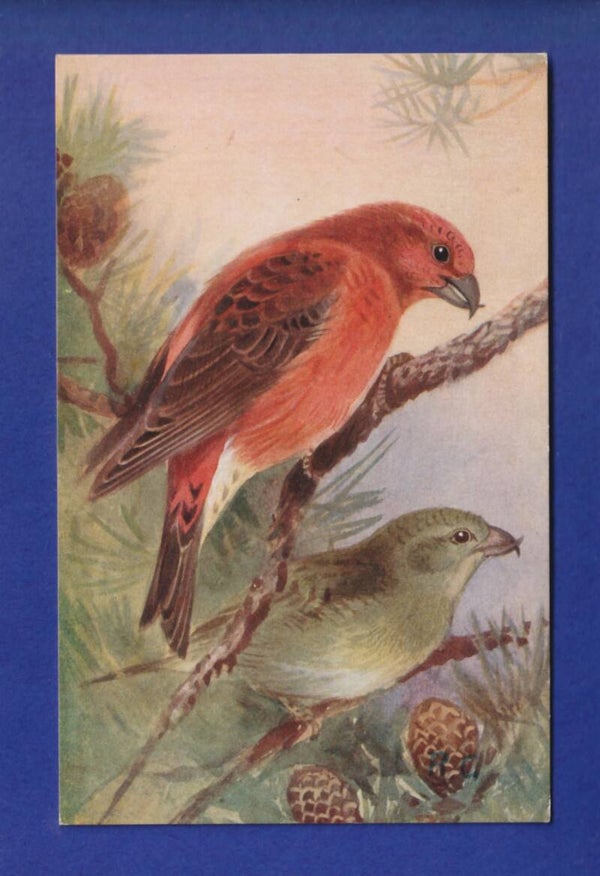 OISEAU - Bec-Croisé