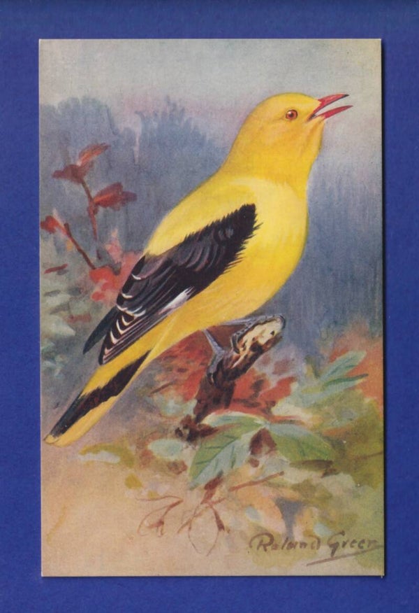 OISEAU - Le Loriot