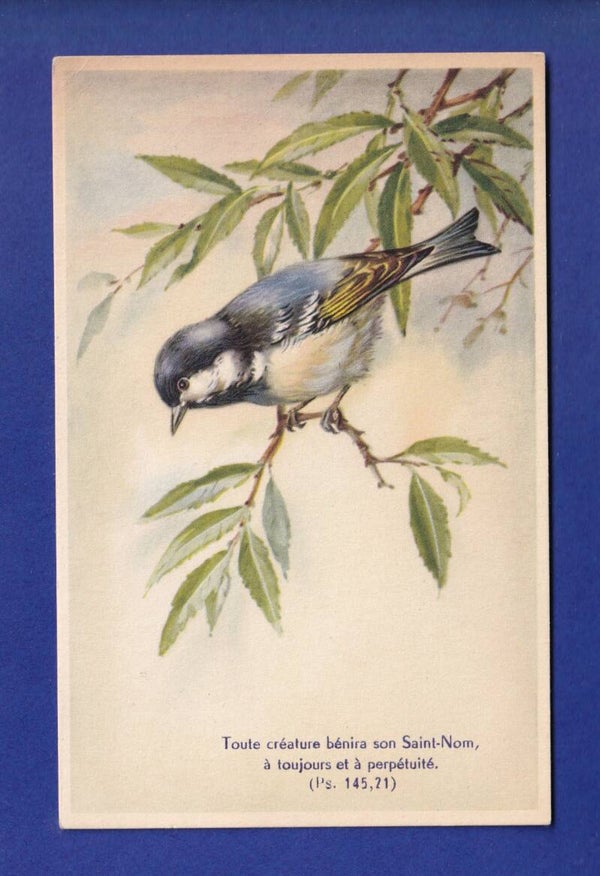OISEAU - Mésange - Verset