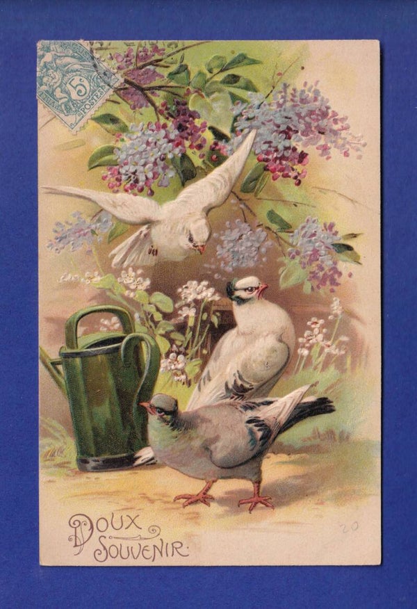 OISEAU - Colome - Pigeon - Carte gauffrée