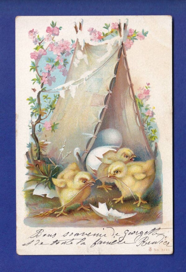 OISEAU - Poussins