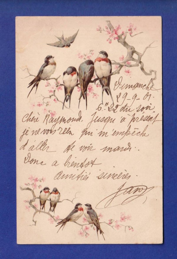OISEAU - Hirondelles