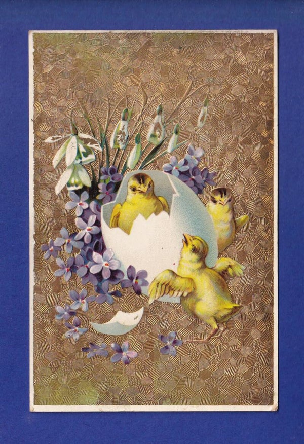 OISEAU - Poussins