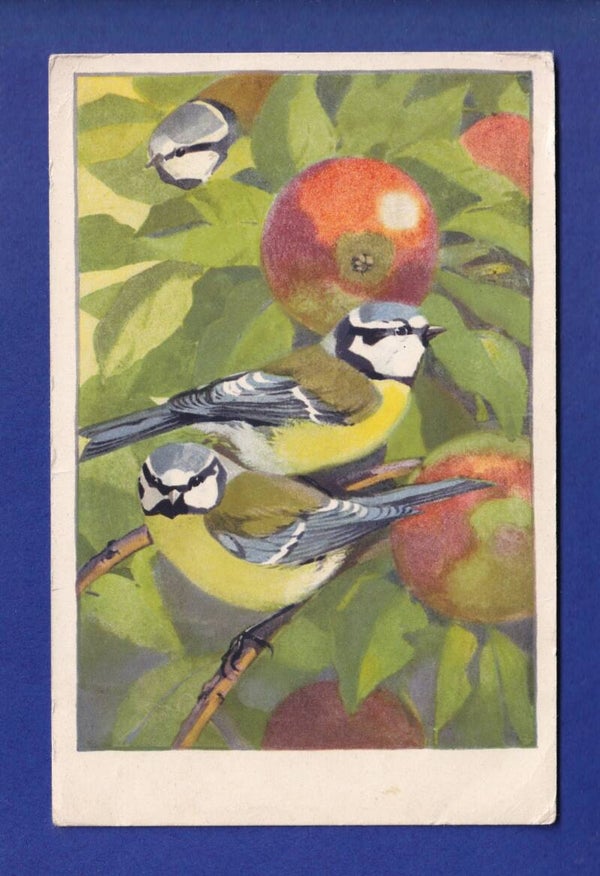 OISEAU - Mésanges
