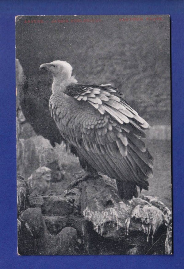 OISEAU - Vautour