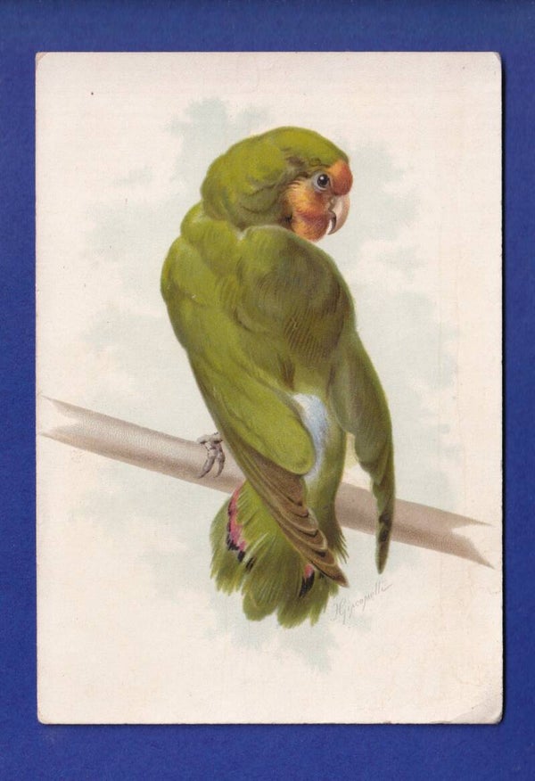 OISEAU - Perroquet