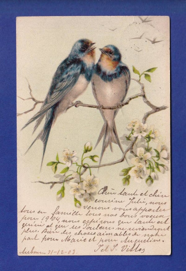 OISEAU - Hirondelles
