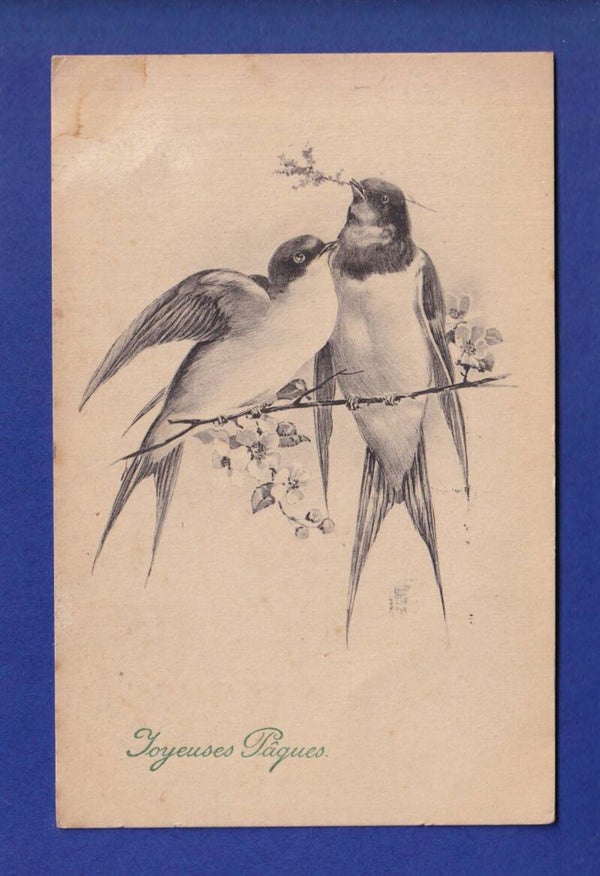 OISEAU - Hirondelles